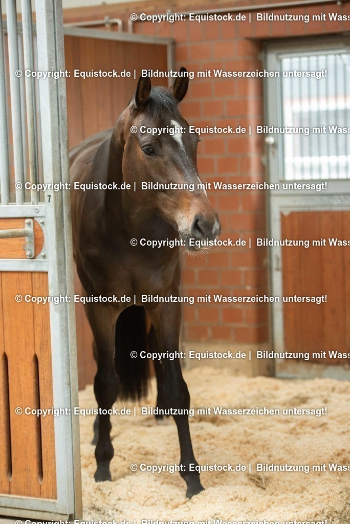 20190409_Einstreu_in_Pferdebox_0029 | Foto: Thomas Hartig