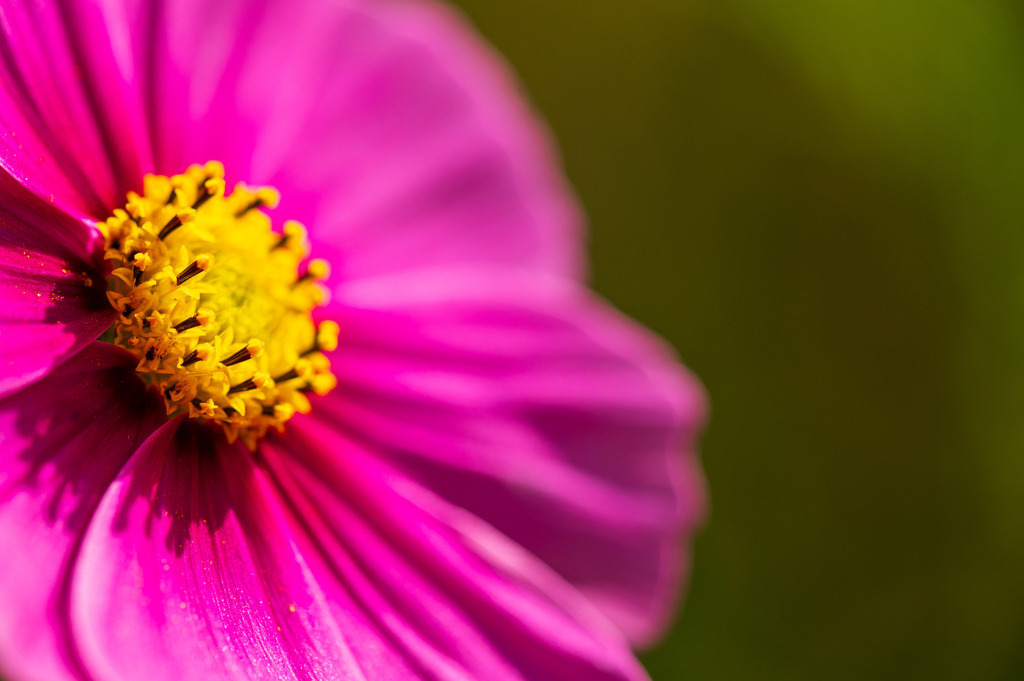 2023_08_13_HH-BOTANISCHER-GARTEN_MCP1520 | Hochwertig gedruckte Fotografien für die Wand, als Kalender und zum Verschenken. Hamburg & Norddeutschland und überall wo ich mit der Kamera unterwegs war.