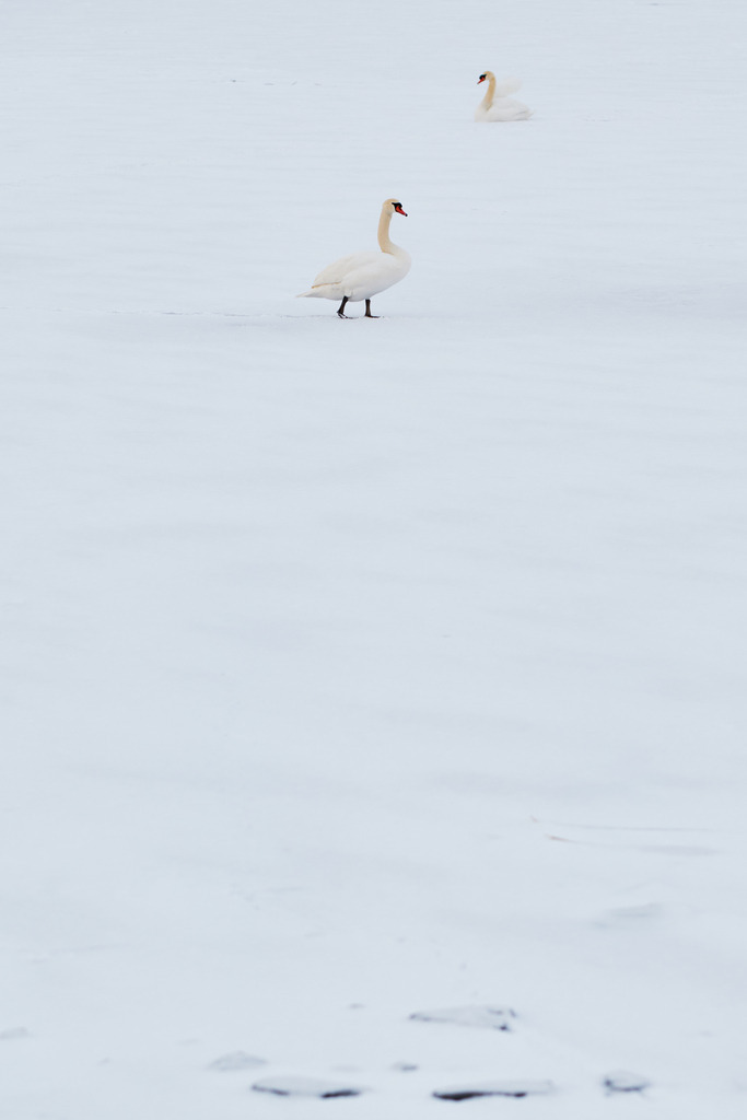Zwei Schwäne auf der Schneedecke der gefrorenen Alten Donau | Wien, Austria - January 16, 2021: Zwei Schwäne auf der Schneedecke der gefrorenen Alten Donau. - Realisiert mit Pictrs.com