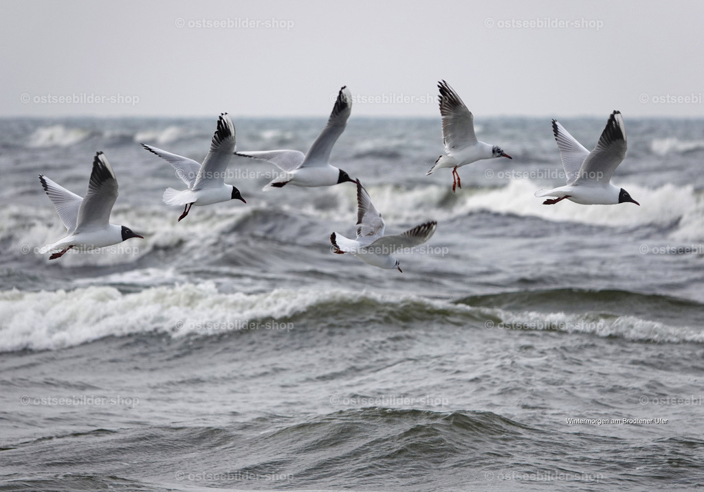 Möwen tanzen mit den Wellen | Eine Möwenfamilie fliegt knapp über den Wellenkämmen aufs offene Meer hinaus.