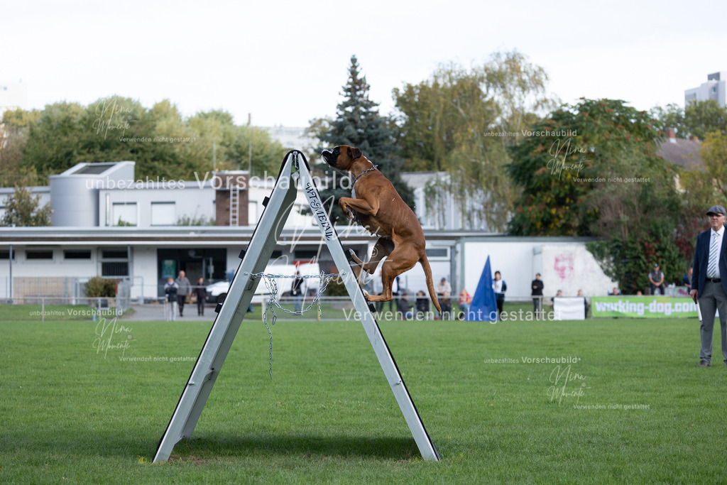 _16A5622 | Einzigartige Fotos von Hunden & Menschen –Actionfotos, Portraits, Vereinsaufnahmen & Paarshootings – authentisch, lebendig & mit Herz.