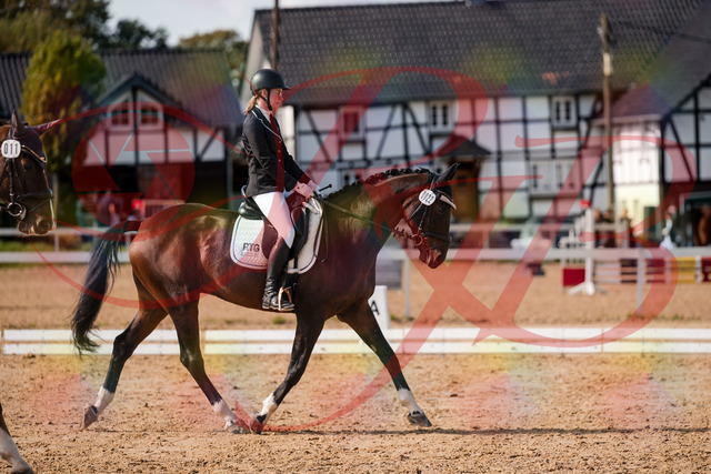 2026_10_03_Siefer-Hof_132117_Z63_82410497 | Professionelle Reitsport-, Turnier- und Eventfotografie von Robert Broda. Galerien mit ausgewählten und bearbeiteten Bildern direkt online ansehen und bestellen.