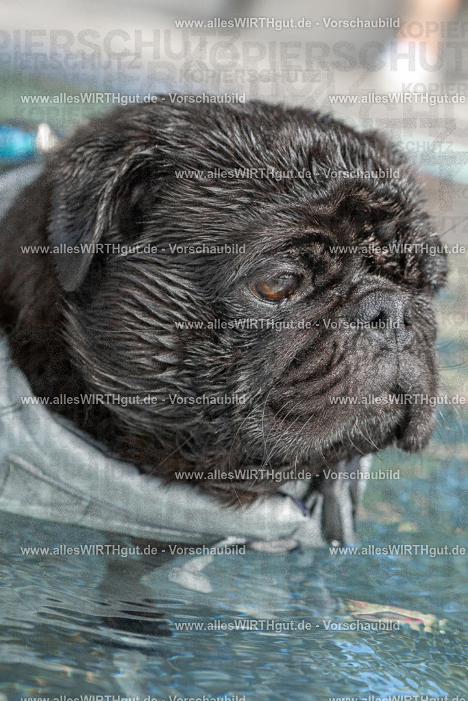 Hundeschwimmen_Volksbad_2026-allesWIRTHgut_Tierfotografie-2609061446-FAY06993 | Professionelle Tierfotografie in Mönchengladbach von Daniel Wirth (allesWIRTHgut). Liebevolle & natürliche Bilder von Hunden & Katzen für unvergessliche Erinnerungen.