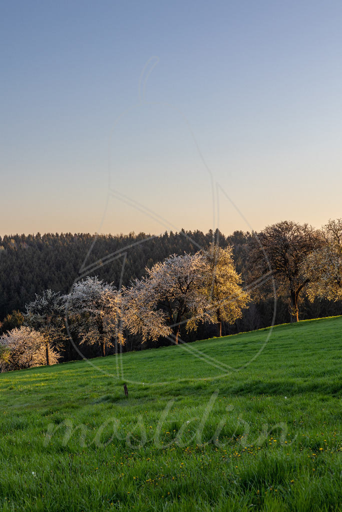 Blütenzauber Mostviertel | Bei Veröffentlichung des Bildes ist eine Namensnennung wie folgt erforderlich: Foto: Mostdirn Irmgard Wieser - Realisiert mit Pictrs.com