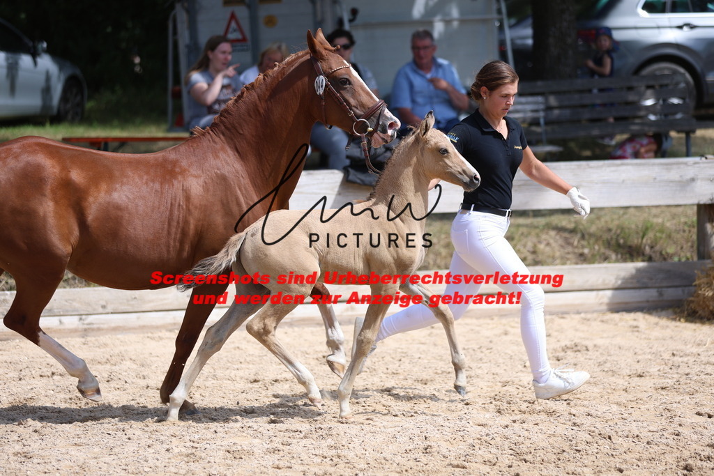 Fohlenschau_Schwäbisch_Hall_Ponys_KN 44_12 | lmwpictures - Realisiert mit Pictrs.com