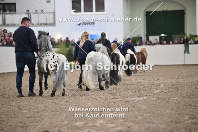 Shetlandponyhengste_974_5461 | Björn Schroeder Pferdefotografie