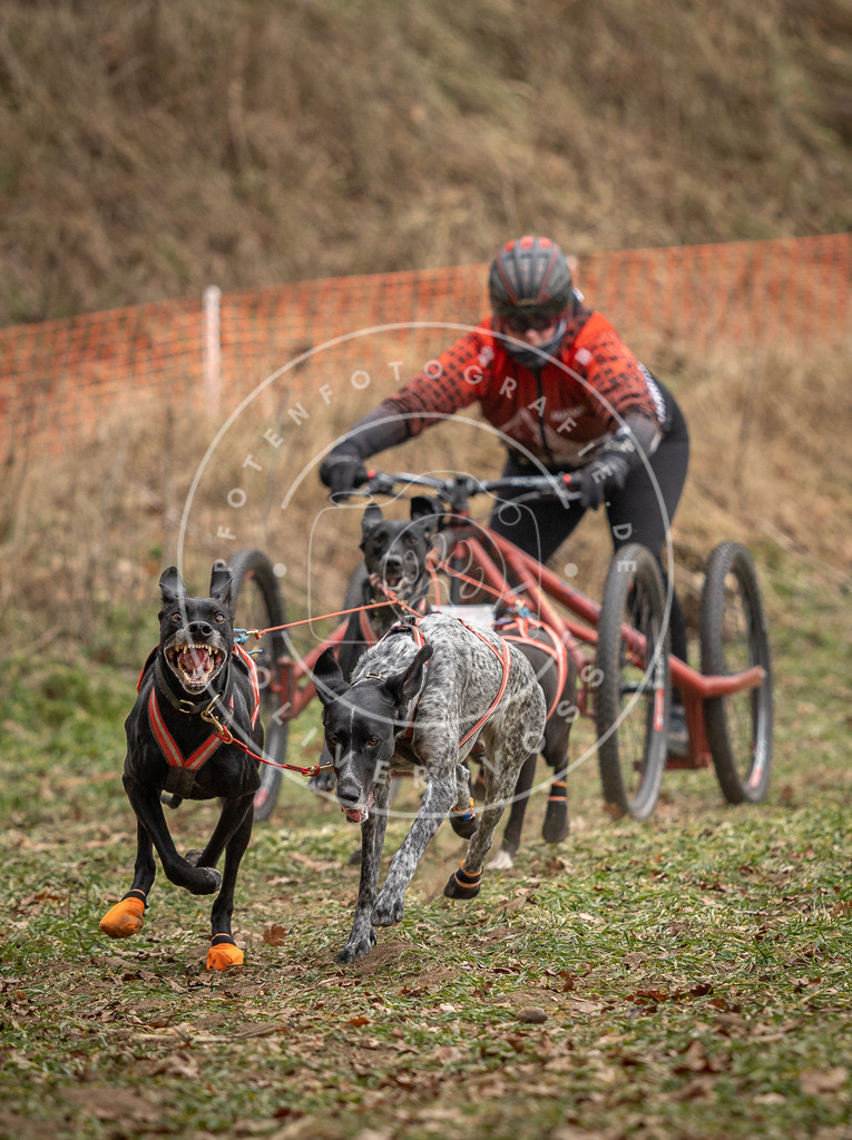 Pfotenfotografie_DV3A7959 | Hundefotografie, Tierfotograf, Pfotenfotografie, Fotoshooting Hund, Hunde Portrait, Hundesport, Hundeportraits, Heideshooting, Hunde, Sportfotograf, Hundefotograf, Turnierhundsport, THS,  - Realisiert mit Pictrs.com