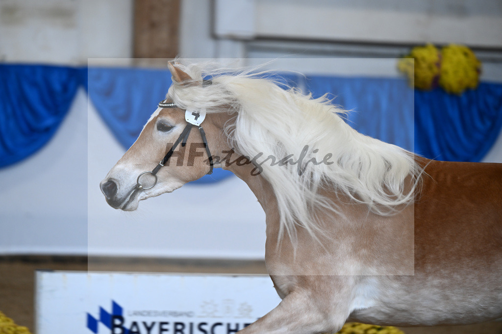 Bl. Band Kat-Nr. 4 Lavanna KF v. Stubenkoenig_Karsten_48251272 | hf-fotografie - Realisiert mit Pictrs.com