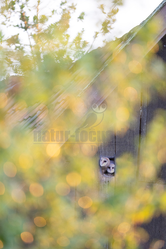 R6NF5096_20240710 | Die Schleiereule ist durch ihren meist hellen, herzförmigen Gesichtsschleier unverwechselbar; diesem verdankt sie letztlich ihren deutschen Namen. Im Unterschied zu den meisten Eulenarten sind die Augen der Schleiereule eher klein, leicht schräg gestellt und von dunklem Schwarzbraun. Mit ca. 34 cm entspricht die Schleiereule etwa der Größe einer Haustaube; Gewicht im Mittel 315-340g. Die Gefiederfärbung der Oberseite ist grau mit vielen kleinen schwarz-weißen Tropfenflecken, die der Unterseite rein-weiß bis gelbbraun mit kleinen, dunkelbraunen Tüpfeln, deren Anzahl und Dichte individuell stark variieren. - Realisiert mit Pictrs.com