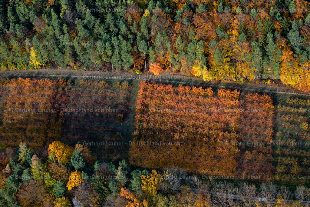 3808247 | Herbstliche Bäume am Teufelstisch bei Dachstadt