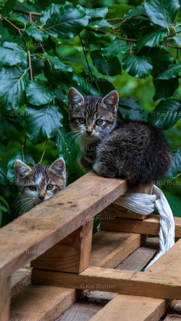 _MG_9970 | KRmoments und SPORT.KRmoments.de - Realisiert mit Pictrs.com