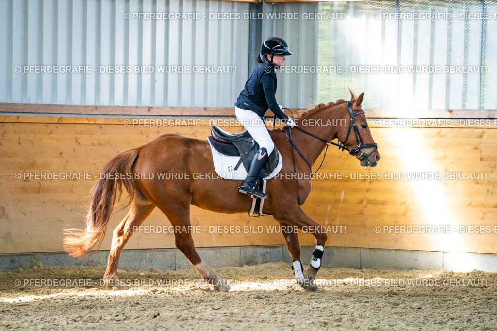 DSC01908 | Pferdegrafie