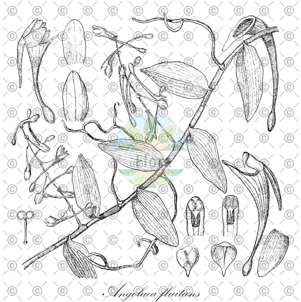 HistAbb_wfo-0000536542_147_ENZY_Simple | Historische Abbildung von Angolaea fluitans - Podostemaceae | Historical Illustration of Angolaea fluitans - Podostemaceae