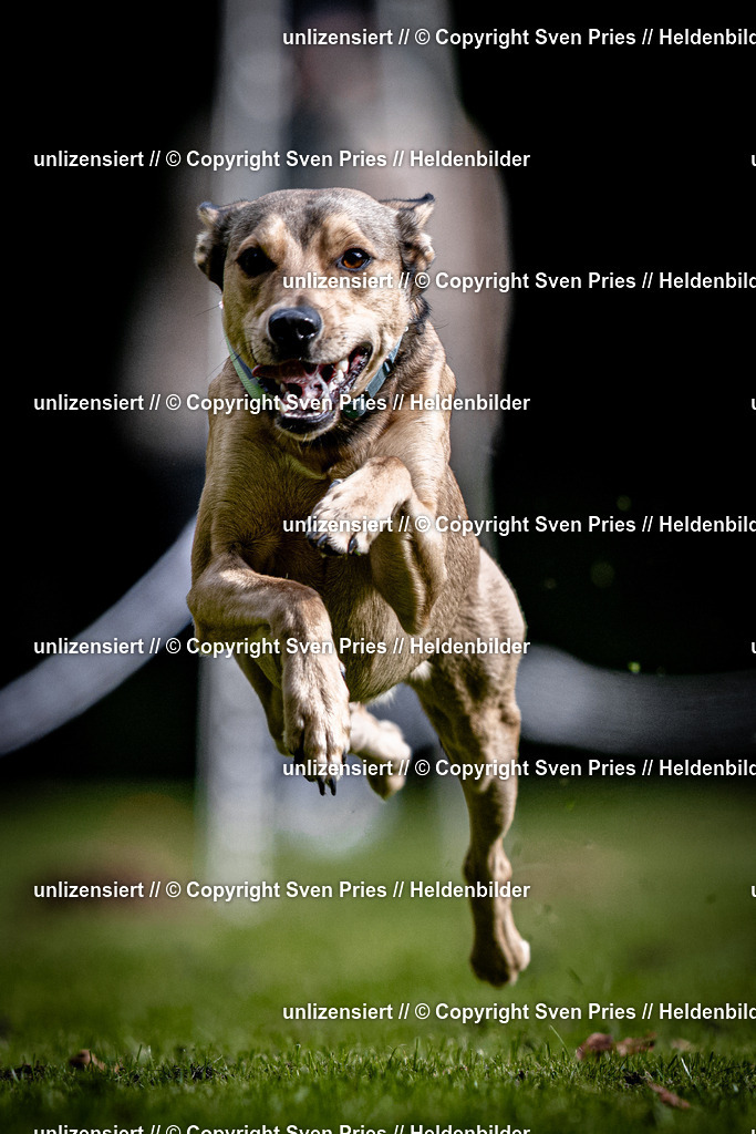 Sven Pries | 2025-10-03 - Hunderennen Obergrombach - Realisiert mit Pictrs.com