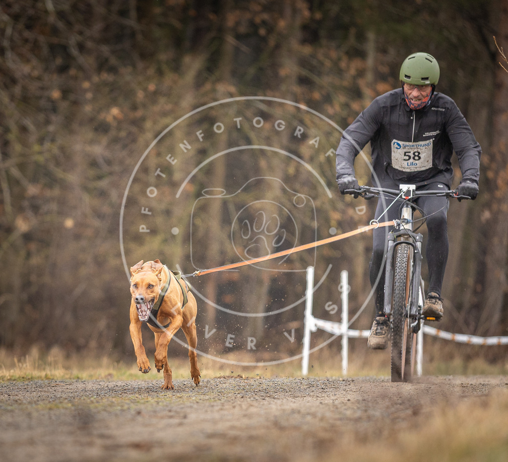 DV3A3248 | Hundefotografie, Tierfotograf, Pfotenfotografie, Fotoshooting Hund, Hunde Portrait, Hundesport, Hundeportraits, Heideshooting, Hunde, Sportfotograf, Hundefotograf, Turnierhundsport, THS,  - Realisiert mit Pictrs.com