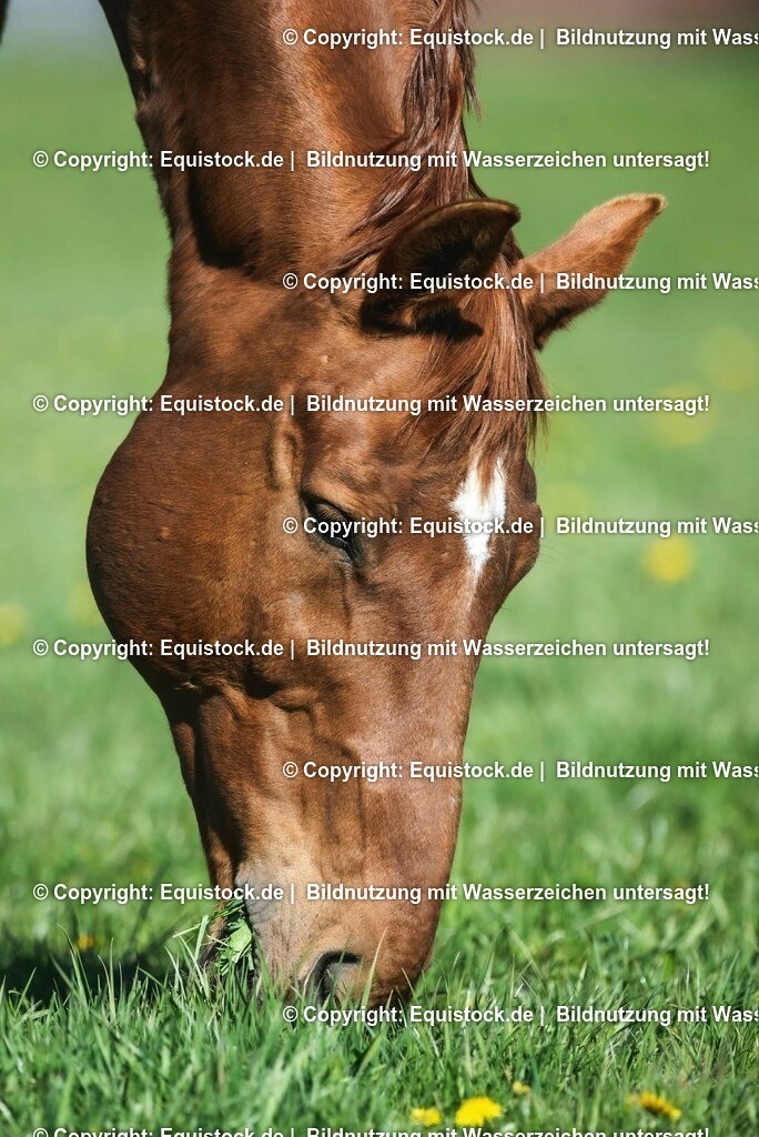 20210426_Pferd-auf-Koppel_0105 | equistock