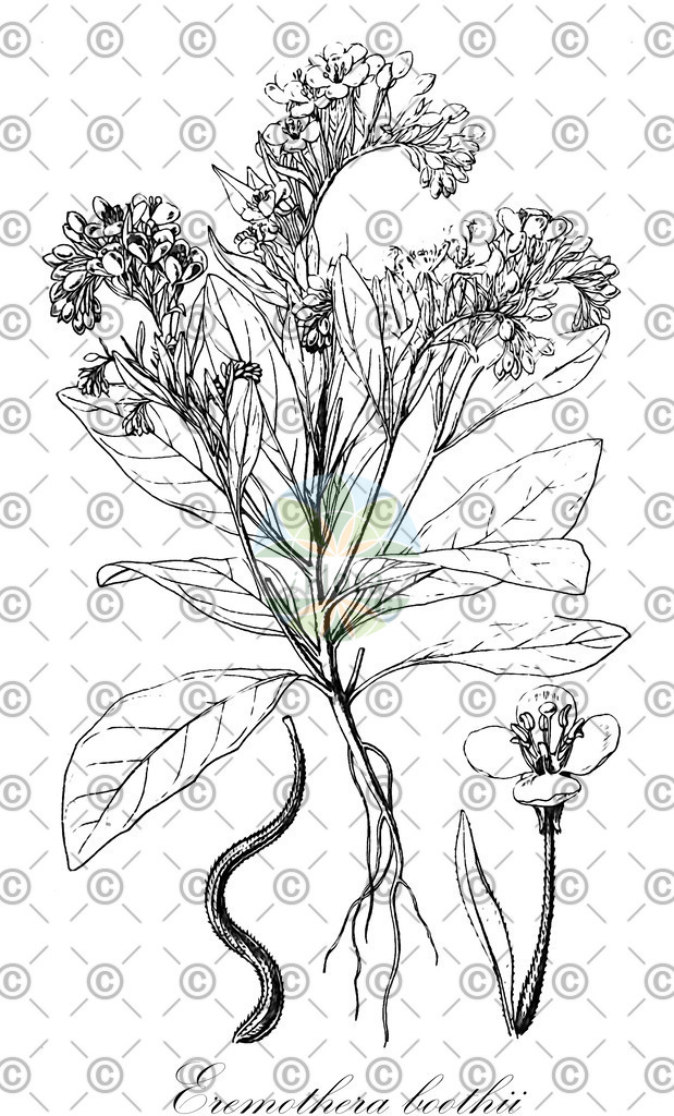 HistAbb_wfo-0000953113_2_ENZY_Simple | Historische Abbildung von Eremothera boothii - Onagraceae | Historical Illustration of Eremothera boothii - Onagraceae