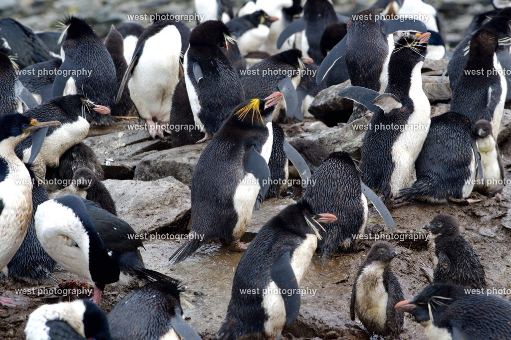 Macaroni Penguin SLI - FLK 2014 | west photography - Realisiert mit Pictrs.com