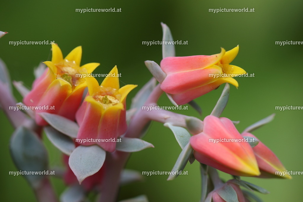 Echeveria derenbergii-005 | Das Bilderarchiv über Tiere, Planzen und Landschaften. In der Bilddatenbank finden Sie ein große Auswahl an hochwertigen Bilder für Ihre Werbung - Realisiert mit Pictrs.com