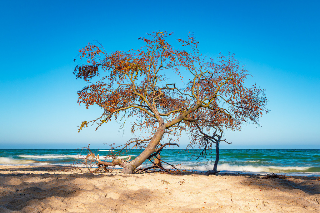 Umgestürzter Baum am Weststrand auf dem Fischland-Darß | Umgestürzter Baum am Weststrand auf dem Fischland-Darß.