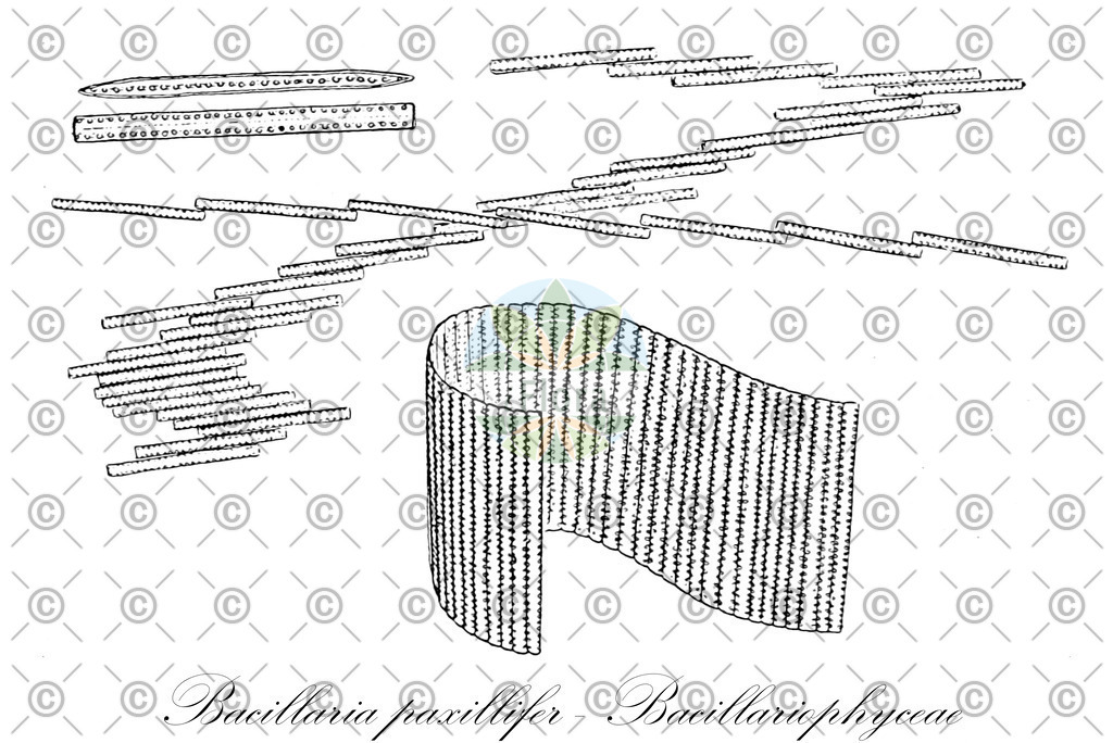 HistAbb_wfo-0000305873_1_ENZY_Simple | Historische Abbildung von Bacillaria paxillifer - Bacillariophyceae - | Historical Illustration of Bacillaria paxillifer - Bacillariophyceae - 