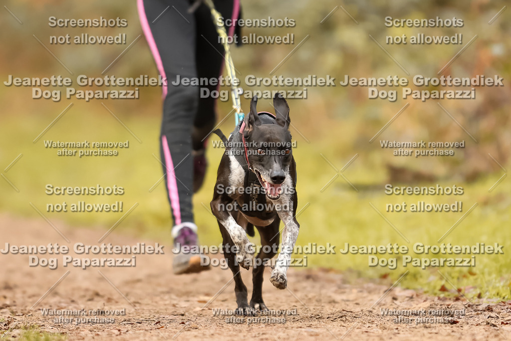 Dog Paparazzi - Speedhunter Mannheim  2025-297 | Dog Paparazzi Jeanette Grottendiek Fotografie & Videografie