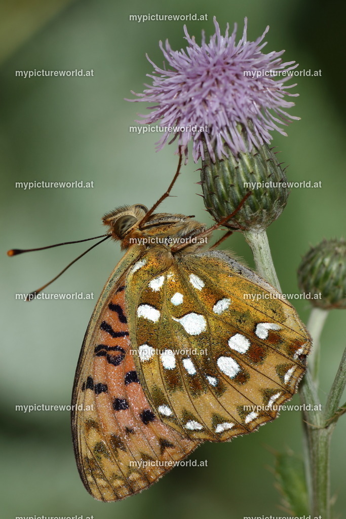 Speyeria aglaja-012 | Das Bilderarchiv über Tiere, Planzen und Landschaften. In der Bilddatenbank finden Sie ein große Auswahl an hochwertigen Bilder für Ihre Werbung - Realisiert mit Pictrs.com