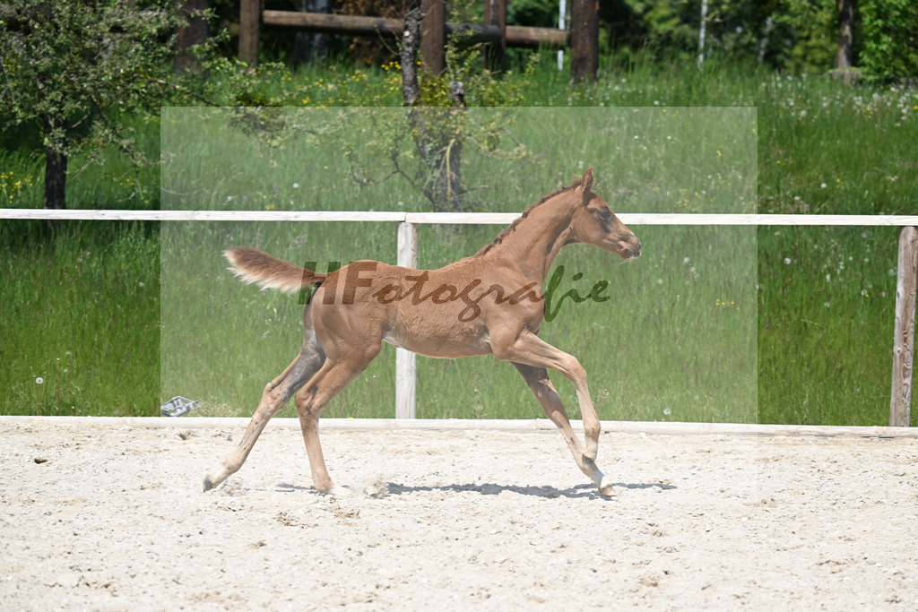 Feliciano x Don Primero_HF_Schuster_10250713 | hf-fotografie - Realisiert mit Pictrs.com
