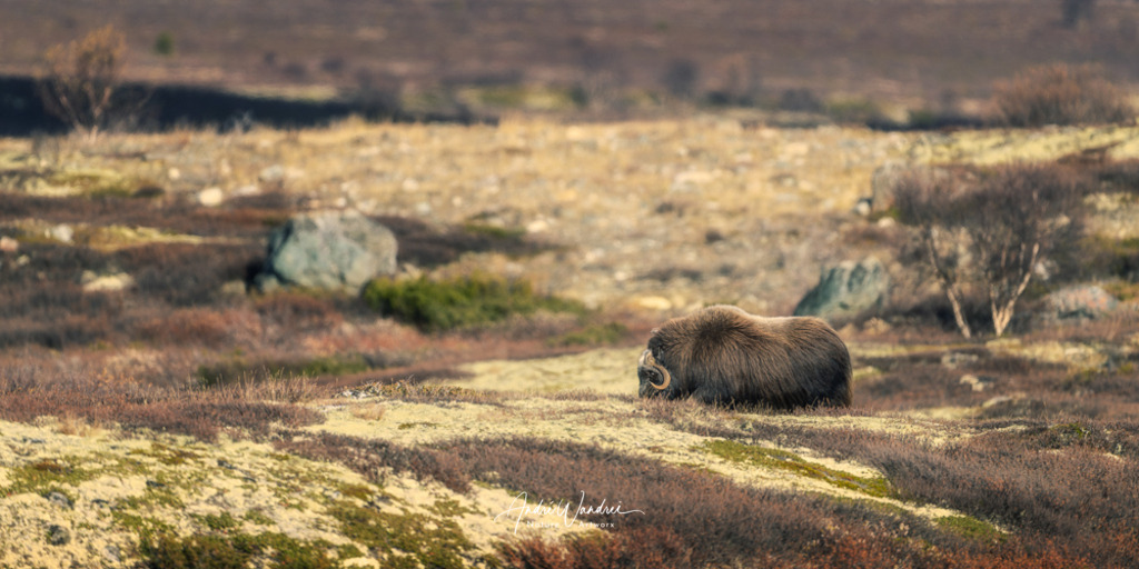 Aufbruch durch die Fjelllandschaft | Andre Wandrei - Nature Artworx - Realisiert mit Pictrs.com
