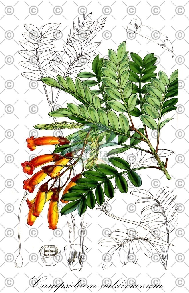 HistAbb_wfo-0001214872_1_ENZY_Simple | Historische Abbildung von Campsidium valdivianum - Bignoniaceae | Historical Illustration of Campsidium valdivianum - Bignoniaceae