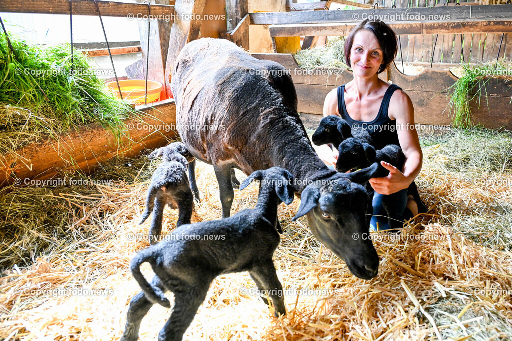 Eberstalzell_ Schaf Vierlinge_ 14.06.2024-6 | 14.06.2024, Eberstalzell, AUT, Schafe, Laemmer, Vierlinge, im Bild Denise Fischereder (36) und die Schafe