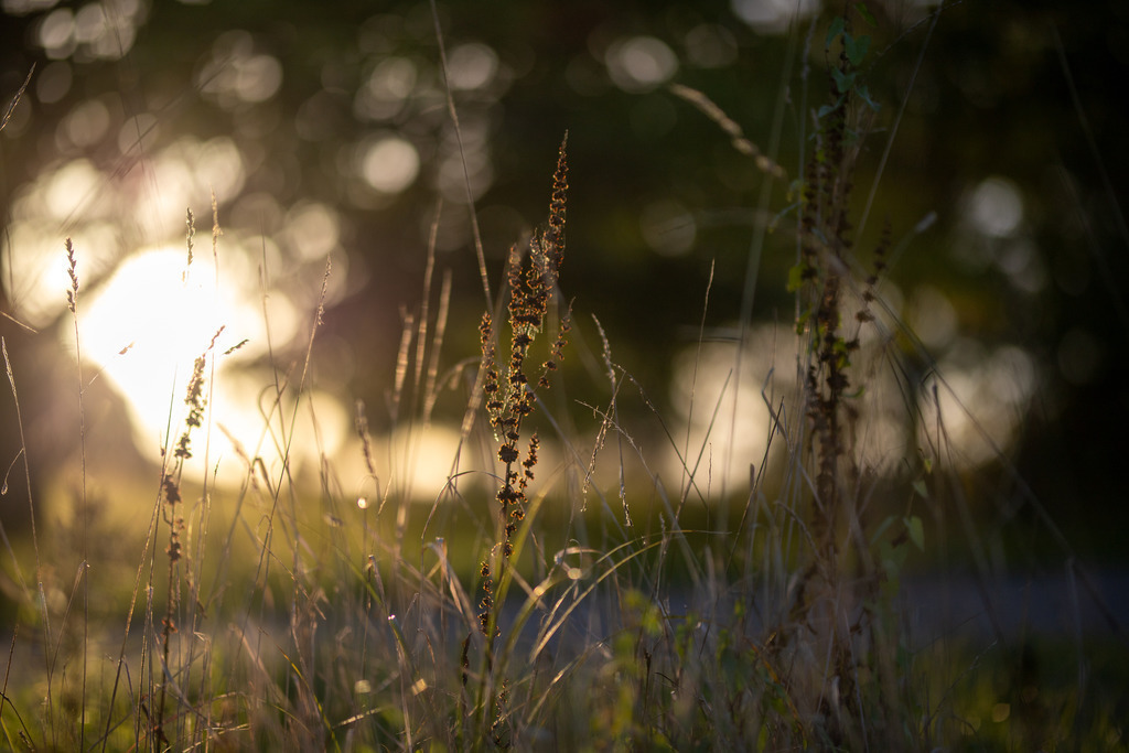 IMG_4768 | ehrlichefotos - Realisiert mit Pictrs.com