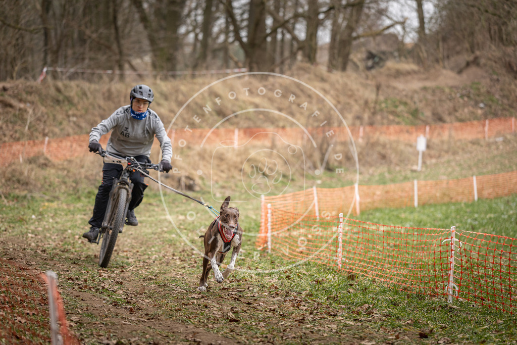Pfotenfotografie_DV3A6901 | Hundefotografie, Tierfotograf, Pfotenfotografie, Fotoshooting Hund, Hunde Portrait, Hundesport, Hundeportraits, Heideshooting, Hunde, Sportfotograf, Hundefotograf, Turnierhundsport, THS,  - Realisiert mit Pictrs.com