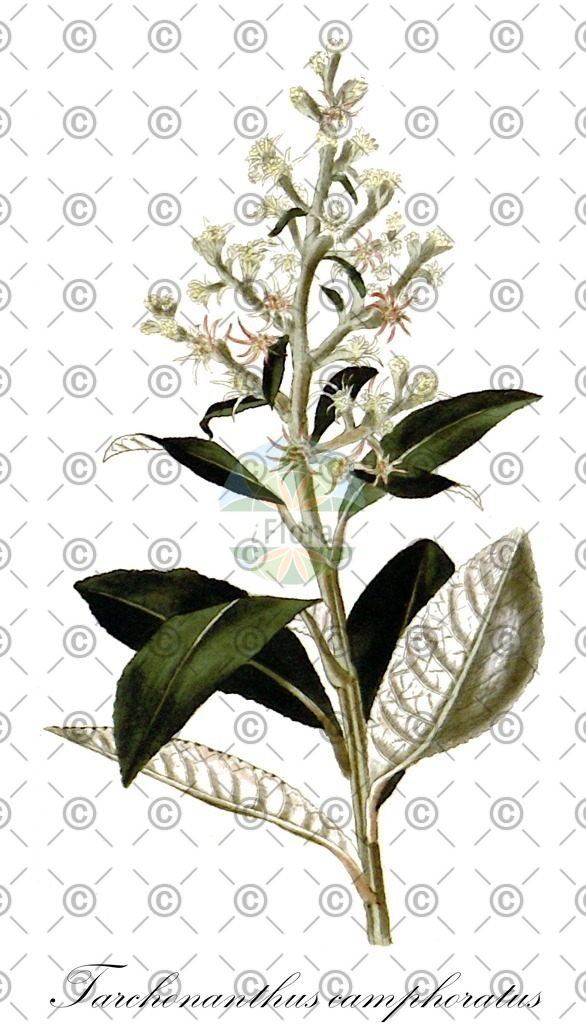 HistAbb_wfo-0001196780_2_ENZY_Simple | Historische Abbildung von Tarchonanthus camphoratus - Asteraceae | Historical Illustration of Tarchonanthus camphoratus - Asteraceae