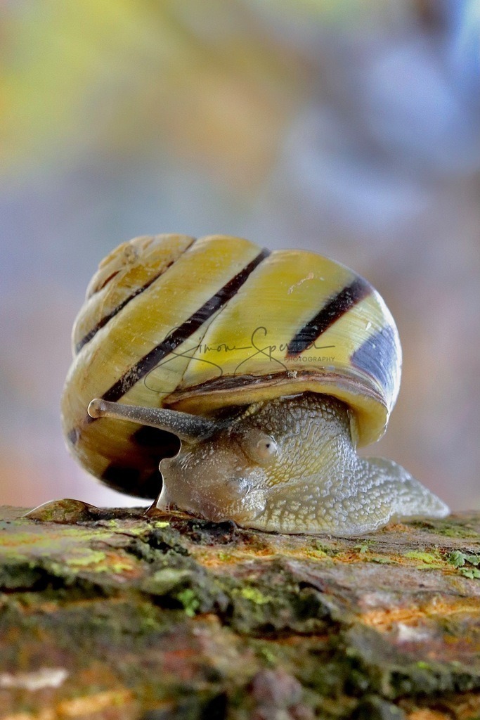 Schnecke | Simone Sperber, svb-photography,Fotografin,Bilddesignerin,Naturfotografie,Macrofotografie,Tierfotografie,Wildtierfotografie,Ausstellungen,Auftragsfotografie,Kunst,Art,Photographer,Shootings,Bildberatbeitung,Galerie,Shop