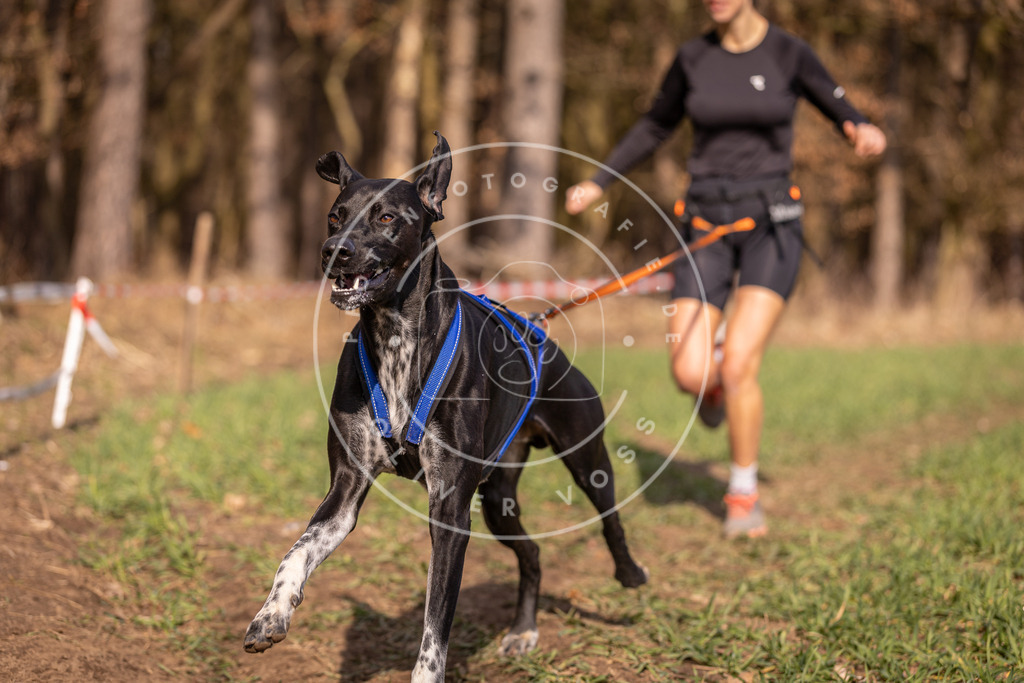 DV3A6377 | Hundefotografie, Tierfotograf, Pfotenfotografie, Fotoshooting Hund, Hunde Portrait, Hundesport, Hundeportraits, Heideshooting, Hunde, Sportfotograf, Hundefotograf, Turnierhundsport, THS,  - Realisiert mit Pictrs.com
