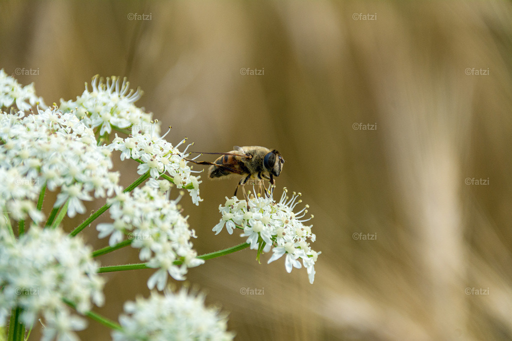 Weizenfeld__fatzi_084357-k | Fatzi Bilder-Archiv! 
Die Bilder sind für private Nutzung lizenzfrei. Die kommerzielle Nutzung ist möglich und erwünscht, jedoch bitte ich um vorherige Kontaktaufnahme per E-Mail (info@fatzi.at) oder unter +43 650 7828269 - Realisiert mit Pictrs.com