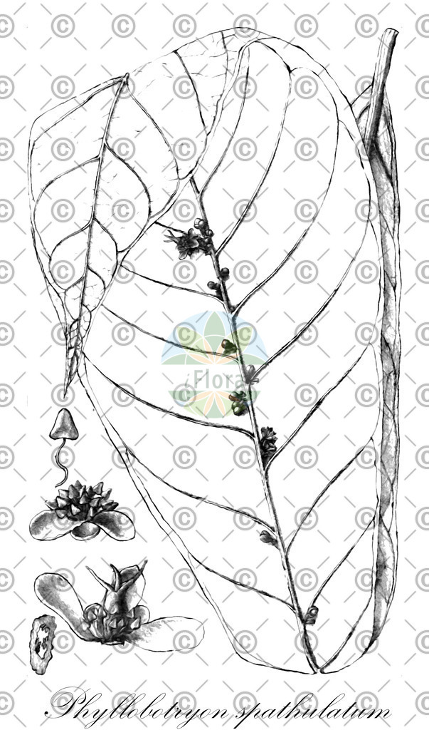 HistAbb_wfo-0000481971_1_ENZY_Simple | Historische Abbildung von Phyllobotryon spathulatum - Salicaceae | Historical Illustration of Phyllobotryon spathulatum - Salicaceae