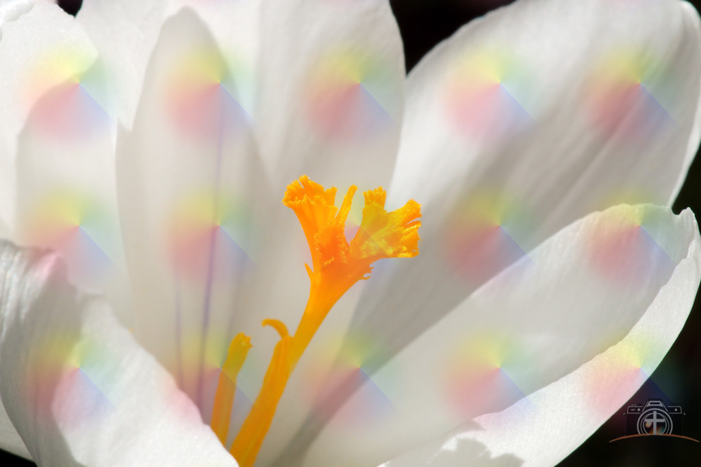 B-Krokusse-0001 | Entdecken Sie eine vielfältige Auswahl individueller Fotos zum Kauf auf picturalux.de. Finden Sie hochwertige Bilder für Ihre Projekte, die Ihre Botschaft perfekt unterstreichen. Stöbern Sie jetzt und verleihen Sie Ihren Inhalten das gewisse Etwas! - Realisiert mit Pictrs.com