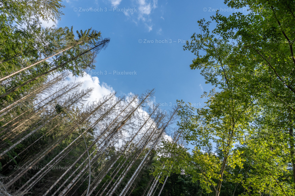 Fluegel_E_Kanschluechte_Zeughausstrasse_Wald_Waldsterben | 2022-08-30_Waldbrandgebiete_1 - Realisiert mit Pictrs.com