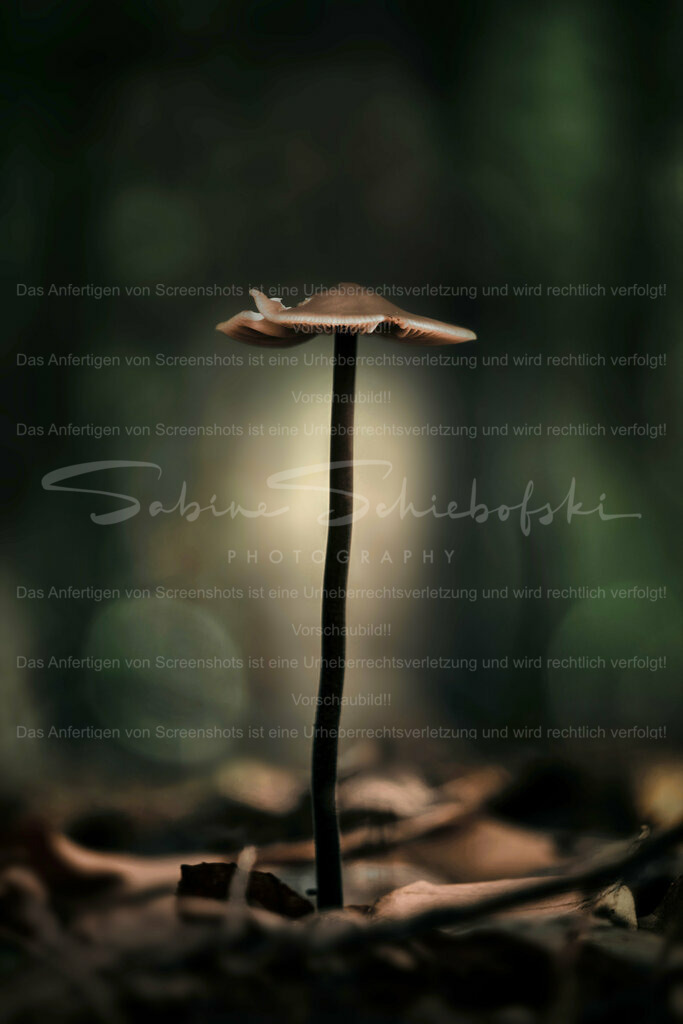 Wandbild Pilz | People- und Tierfotografie, Imageaufnahmen, Veranstaltungsfotografie und Wandbilder aus der Natur ★ Made in Germany ✔️ Druck + Downloads ✔️ Naturfotografie in Top Qualität ★ schneller Versand, weltweite Lieferung! - Realisiert mit Pictrs.com