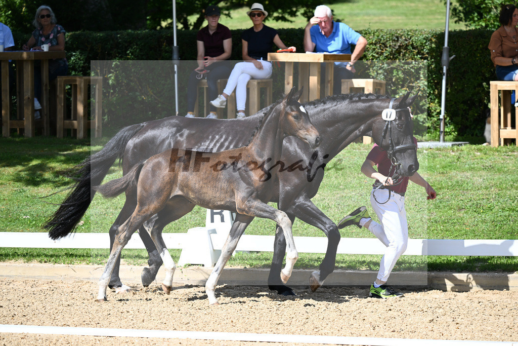 Kat-Nr. 17 HF Floricello x Sir Donnerhall_Zimmermann_27230235 | hf-fotografie - Realisiert mit Pictrs.com