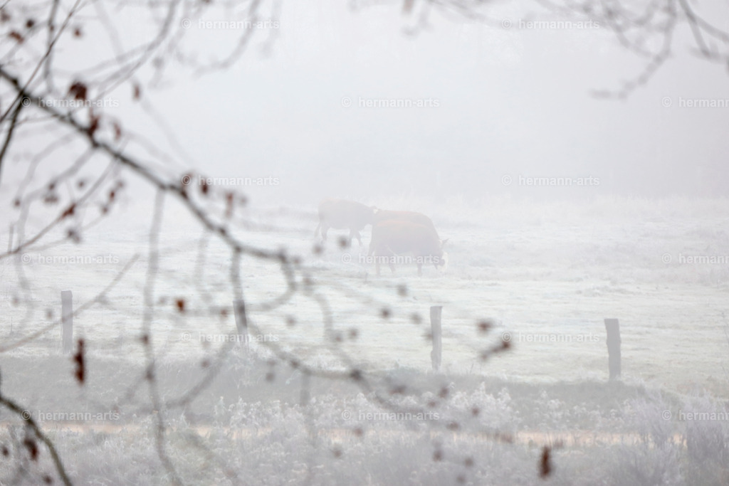 Nature-Arts-005 | Photo Foto Kunst Art schwarzweiss Bilder Rheine Münster Berlin Blumen 