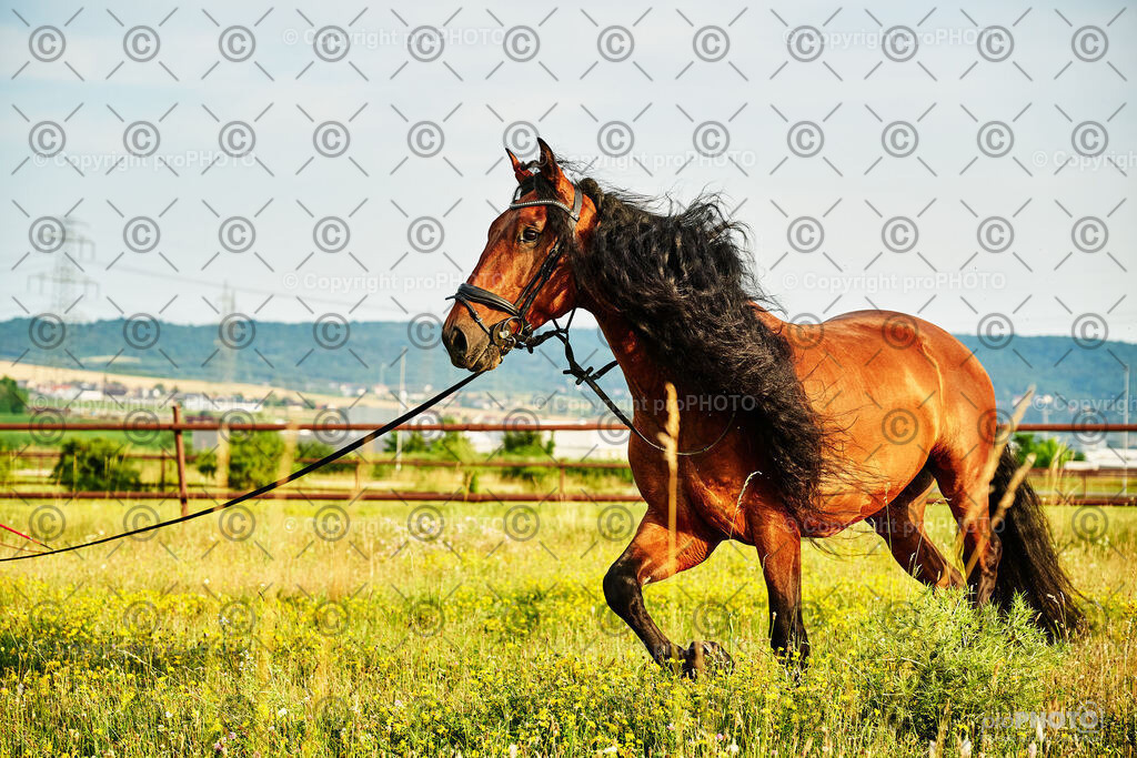 295_202406_Niki-Herodes_NZ9_0243 | proPHOTO - Realisiert mit Pictrs.com