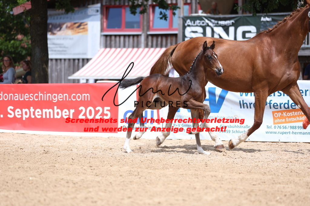 Fohlenschau_Schwäbisch_Hall_dressurbetonte_Fohlen_KN 15_2 | lmwpictures - Realisiert mit Pictrs.com