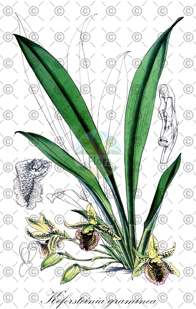 HistAbb_wfo-0001281964_1_ENZY_Simple | Historische Abbildung von Kefersteinia graminea - Orchidaceae | Historical Illustration of Kefersteinia graminea - Orchidaceae