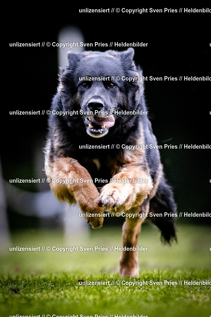 Sven Pries | 2025-10-03 - Hunderennen Obergrombach - Realisiert mit Pictrs.com