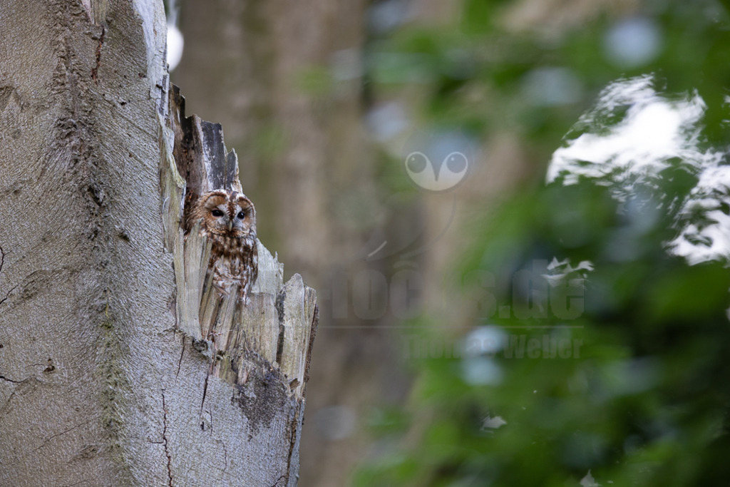 20220528051830-2 | Der Waldkauz ist eine mittelgroße Eulenart mit einer Verbreitung von Europa bis nach Westsibirien und Iran. Er kommt außerdem in Südostasien vor. In Mitteleuropa ist der Waldkauz gemeinsam mit der Waldohreule die häufigste Eule. - Realisiert mit Pictrs.com