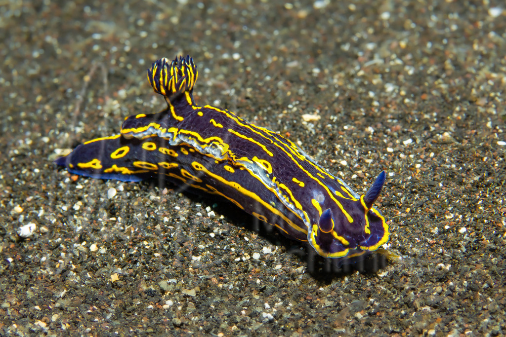Felimare picta | DE: Gelb-violette SternschneckeEN: Giant DorisES: Doride dipintoFR: Elegant sea slug - Realisiert mit Pictrs.com
