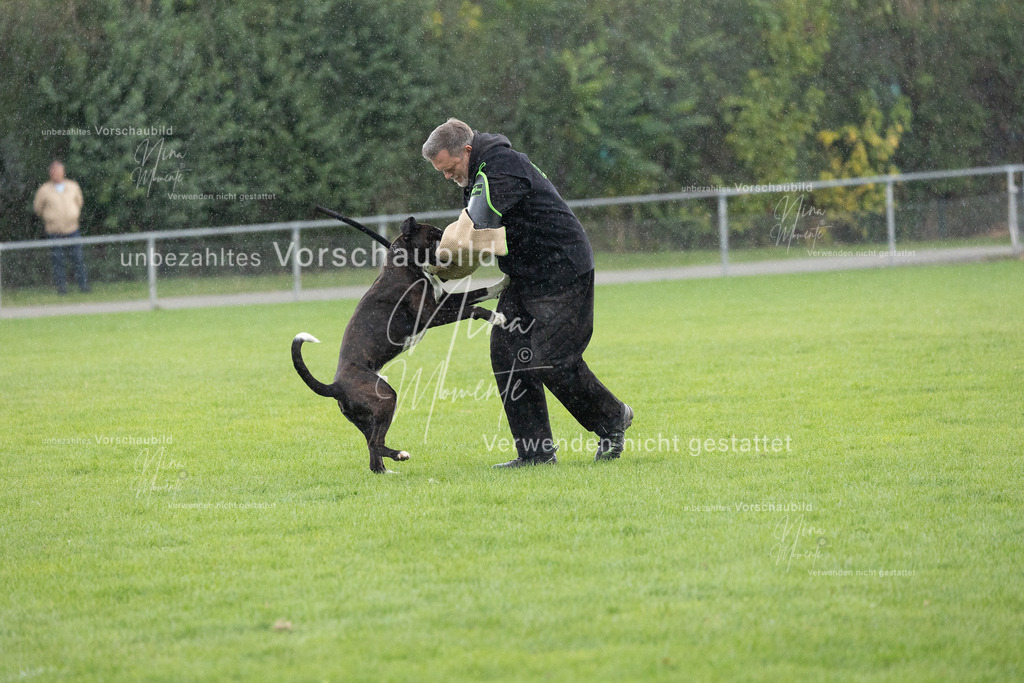 _16A7161 | Einzigartige Fotos von Hunden & Menschen –Actionfotos, Portraits, Vereinsaufnahmen & Paarshootings – authentisch, lebendig & mit Herz.